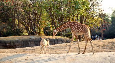zoológico de Chapultepec